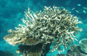 ep gran barrera de coral de australia