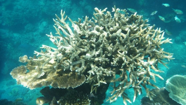 ep gran barrera de coral de australia