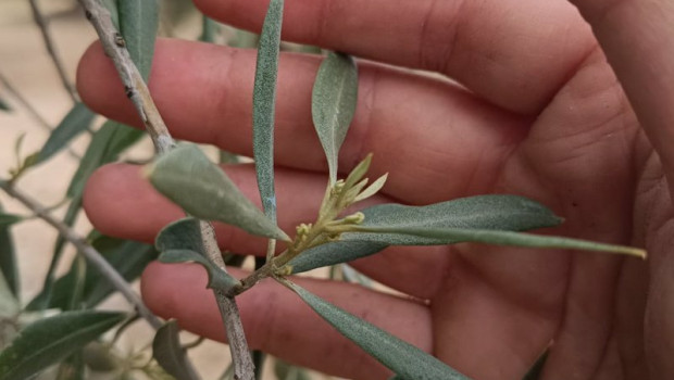ep hojas de un olivo en la zona de fuerte del rey