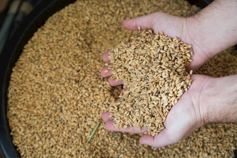 ep la produccion espanola de arroz caera un 44 este ano segun cooperativas agroalimentarias