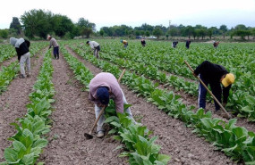 ep trabajadores en el campo