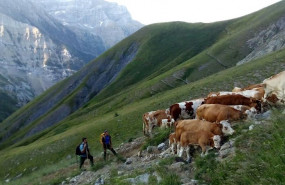 ep una mesa sobre ganaderia extensiva y el paisaje de montana cierra el foro del centenario de