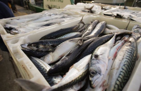 ep archivo cajas con caballas durante la descarga de caballa en el puerto de burela ep archivo cajas con caballas durante la descarga de caballa en el puerto de burela