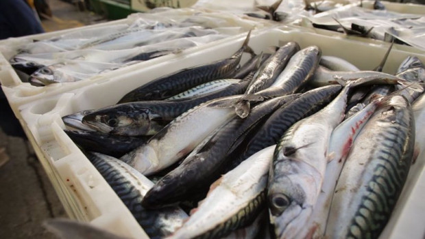ep archivo cajas con caballas durante la descarga de caballa en el puerto de burela ep archivo cajas con caballas durante la descarga de caballa en el puerto de burela