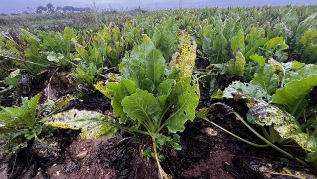 ep archivo   cultivo de remolacha