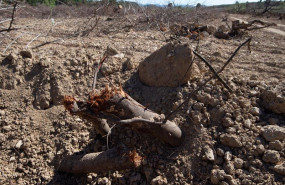 ep archivo   detalles de la tierra seca