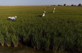 ep archivo   un grupo de jornaleros durante su labor