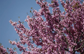 ep buen tiempo clima altas temperaturas temperatura primavera primaveral flor flores