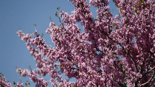 ep buen tiempo clima altas temperaturas temperatura primavera primaveral flor flores