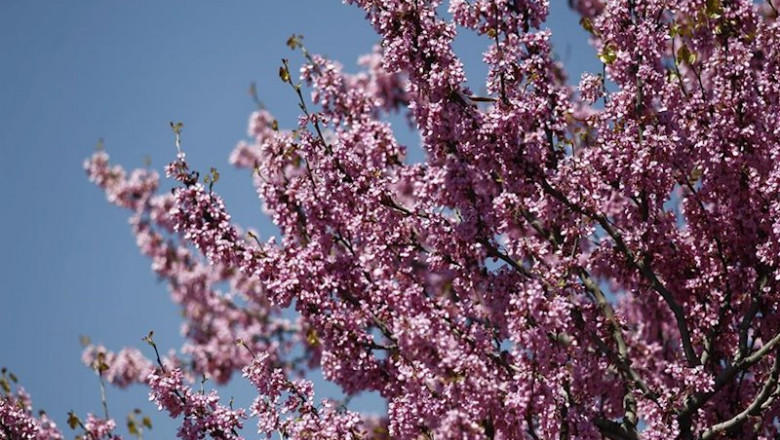 Buen tiempo, clima, altas temperaturas, temperatura, primavera, primaveral, flor, flores | EUROPA PRESS - Archivo ep buen tiempo clima altas temperaturas temperatura primavera primaveral flor flores