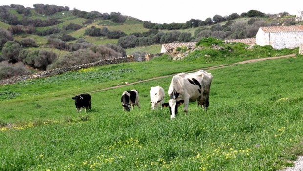 ep campo con vacas