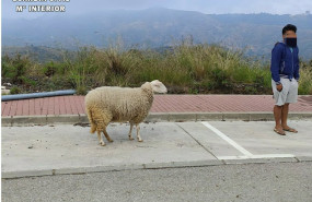 ep denunciado por sacar a pasear una oveja durante el estado de alarma