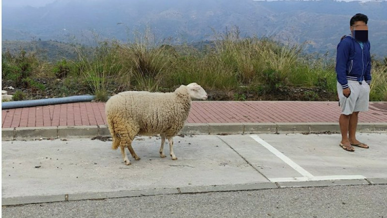 Denunciado por sacar a pasear una oveja durante el estado de alarma | GUARDIA CIVIL ep denunciado por sacar a pasear una oveja durante el estado de alarma