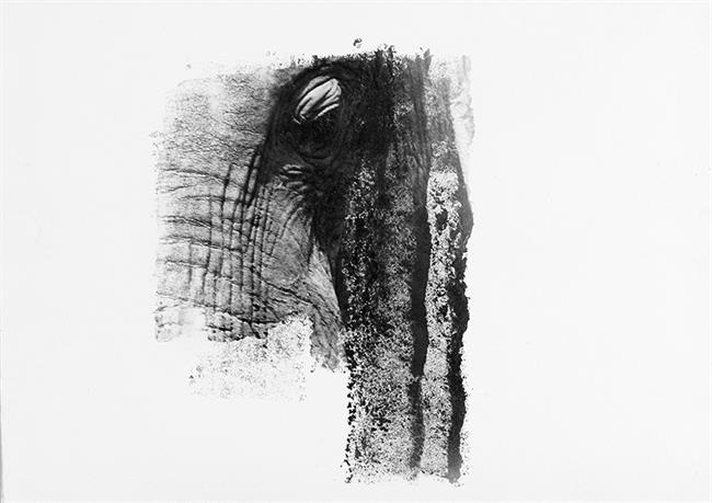 Exposición El Elefante Africano, de Lisette Pons, en el MNCN | MNCN-CSIC ep exposicionelefante africano de lisette pons enmncn