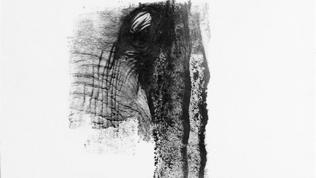 ep exposicionelefante africano de lisette pons enmncn