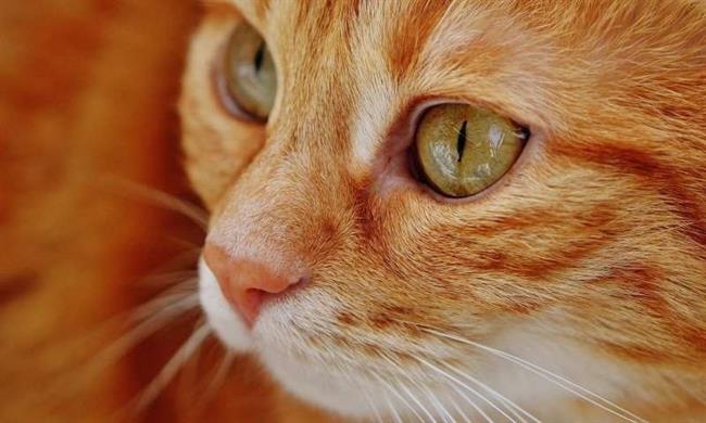 Gato | WIKIMEDIA COMMONS ep gato