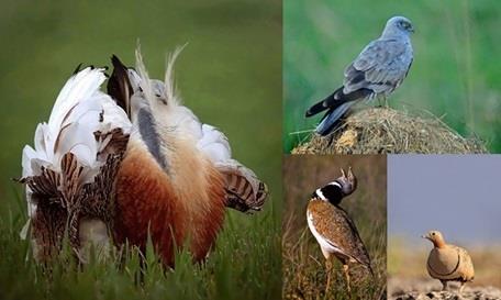 Investigadores demuestran que las aves de campos de cultivo también se extinguen | CSIC ep investigadores demuestranlas avescamposcultivose extinguen