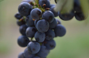 ep la bodega otazu comienza una vendimia historica recolectando por primera vez la variedad