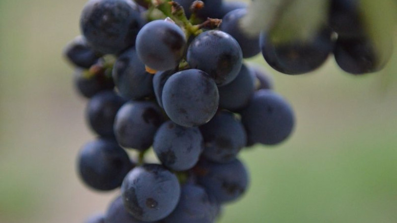 ep la bodega otazu comienza una vendimia historica recolectando por primera vez la variedad ep la bodega otazu comienza una vendimia historica recolectando por primera vez la variedad