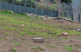 ep lobo iberico con tres cachorros hibridos intervenidas por el seprona en una finca en quintela de