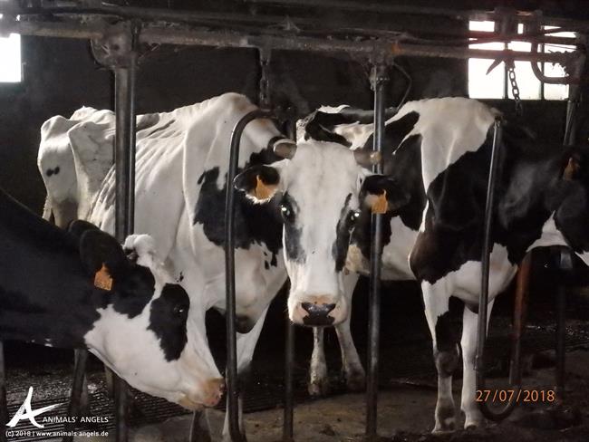 ONG alertan de que más de la mitad de las vacas gallegas están reventadas | ANDA/ ANIMALS'ANGELS ep ong alertanquedemitadlas vacas gallegas estan reventadas