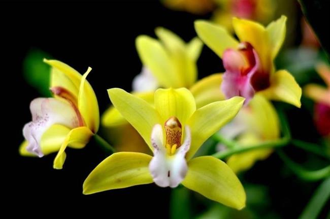 Orquídeas en el Real Jardín Botánico de Madrid | ANDRÉS DÍAZ (CSIC) ep orquideasreal jardin botanicomadrid
