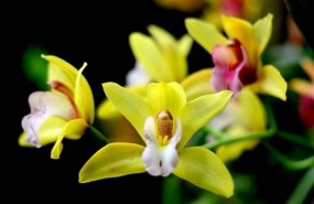 ep orquideasreal jardin botanicomadrid ep orquideasreal jardin botanicomadrid