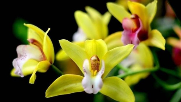 ep orquideasreal jardin botanicomadrid