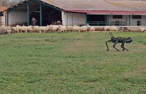 ep robot cuadrupedo vigilando ovejas