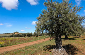 ep un olivo en las inmediaciones de la localidad de campo real al sureste de madrid famosa por sus
