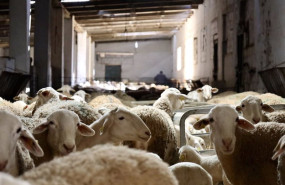 ep unas ovejas en una explotacion ganadera a 10 de febrero de 2023 en ciudad real castilla la mancha