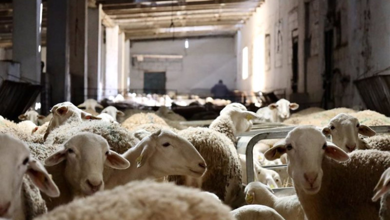 ep unas ovejas en una explotacion ganadera a 10 de febrero de 2023 en ciudad real castilla la mancha ep unas ovejas en una explotacion ganadera a 10 de febrero de 2023 en ciudad real castilla la mancha