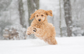 1610533626 c mo proteger a las mascota ante el temporal de fr o 1610533626 c mo proteger a las mascota ante el temporal de fr o