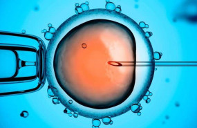 1626686103 fecundacion in vitro 1626686103 fecundacion in vitro