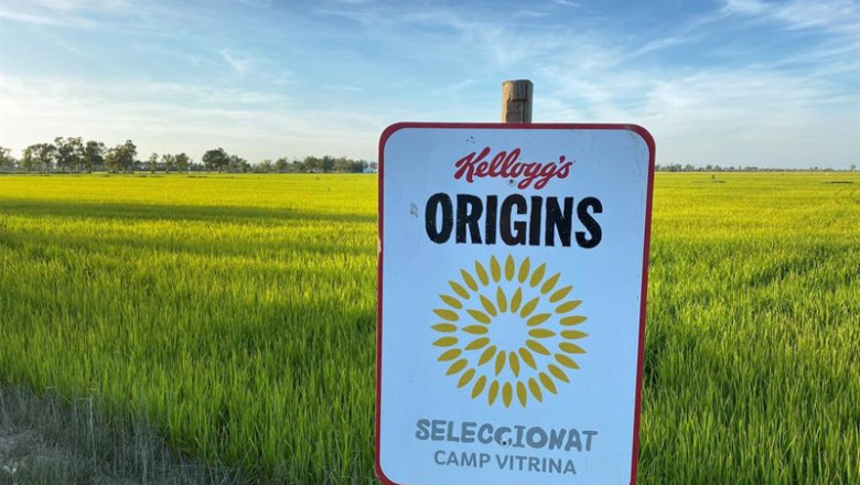 ep archivo el programa origins de kellogg busca mejorar la sostenibilidad en los arrozales del ep archivo el programa origins de kellogg busca mejorar la sostenibilidad en los arrozales del