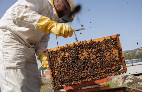 ep archivo   jose el propietario de la abeja viajera extrae un panal de abejas para su revision