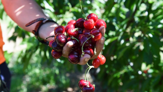 ep archivo recoleccion de cerezas en el valle del jerte ep archivo recoleccion de cerezas en el valle del jerte