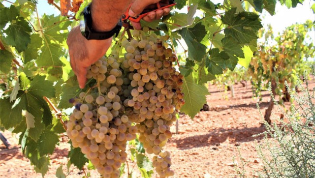 ep archivo   una persona recoge uvas de una cosecha durante la temporada de vendimia