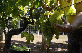ep archivo   vendimia y carga de uvas