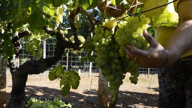 ep archivo   vendimia y carga de uvas