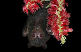 ep el zorro volador negro australiano es un reservorio del virus de hendra que puede ser transmitido