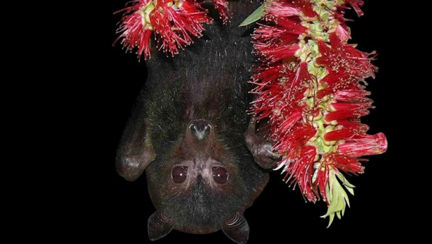 ep el zorro volador negro australiano es un reservorio del virus de hendra que puede ser transmitido