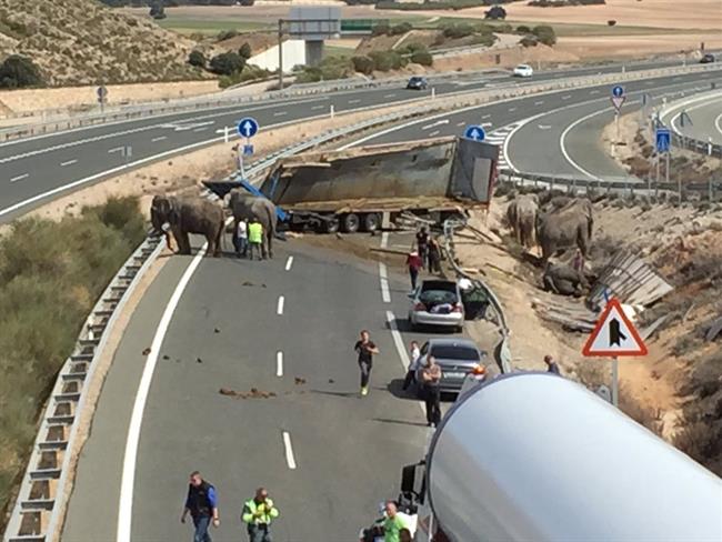 Elefantes accidentados en la A-30 | SEPEI/EUROPA PRESS ep elefantes accidentadosla a-30