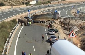 ep elefantes accidentadosla a-30