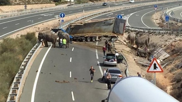ep elefantes accidentadosla a-30