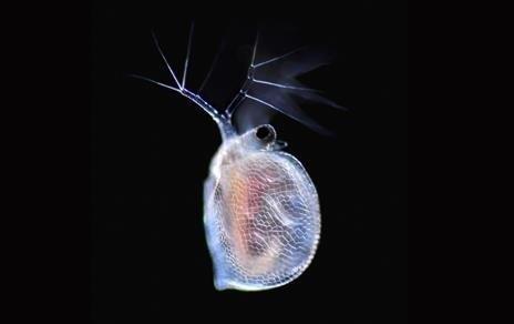 Imágenes de La vida oculta del agua, que capta una Ceriodaphnia | CSIC ep imagenesla vida ocultaagua que captaceriodaphnia