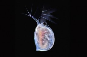 ep imagenesla vida ocultaagua que captaceriodaphnia