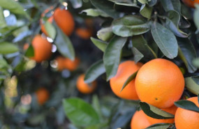 ep naranjas en campo
