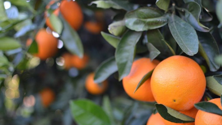 ep naranjas en campo ep naranjas en campo