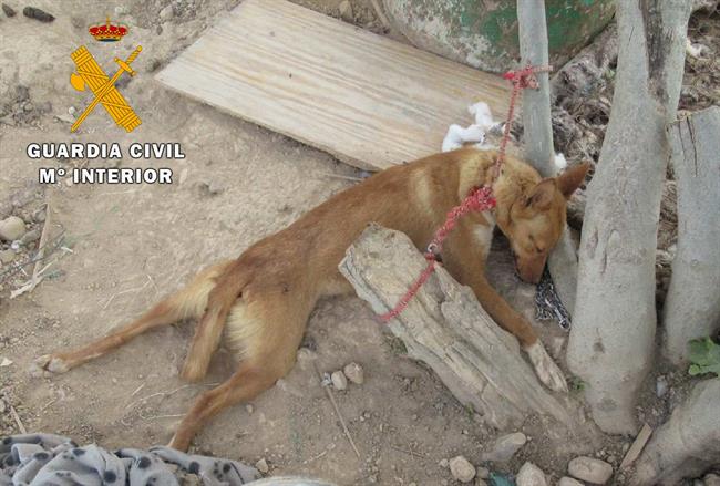 Perro desnutrido y deshidratado | GUARDIA CIVIL ep perro desnutridodeshidratado